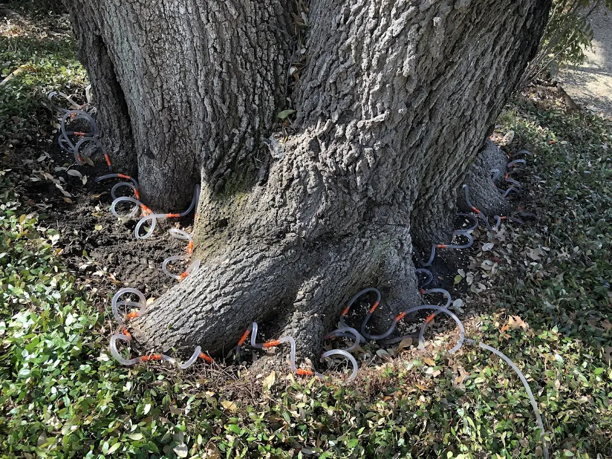 Detailed Tree Cabling and Bracing job site in Mc David
