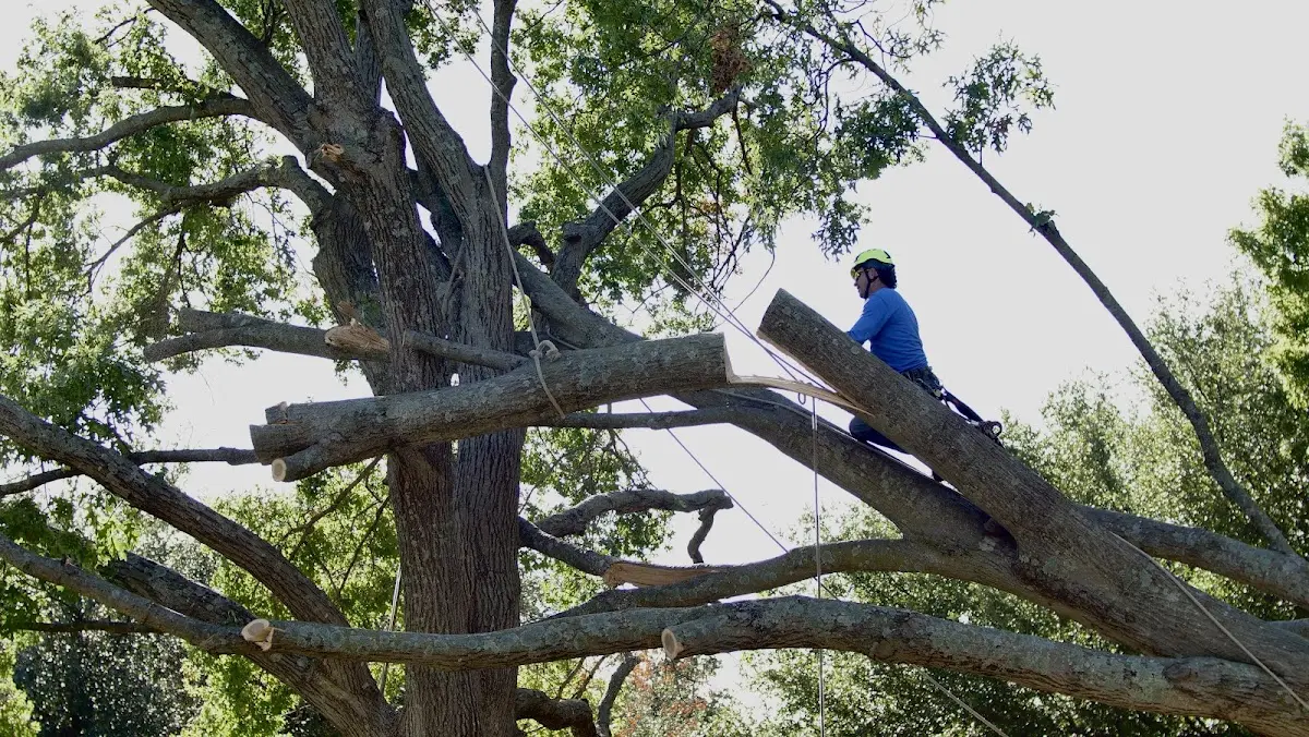 Professional Hazardous Tree Removal performed by certified arborists in Mc David