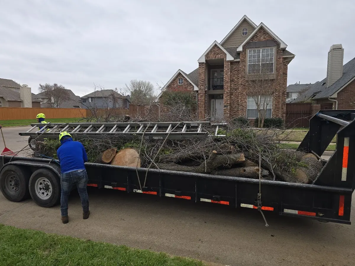 Expert Tree Removal with proper safety equipment in Mc David